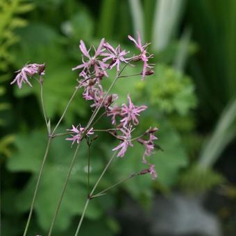 Silene flos-cuculi