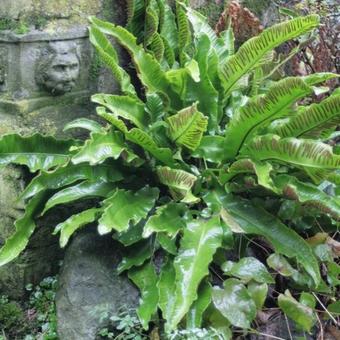 Asplenium scolopendrium