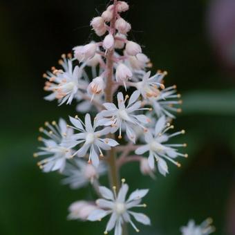 Tiarella cordifolia