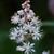 Tiarella cordifolia