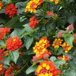 Lantana camara - Thé de Gambie