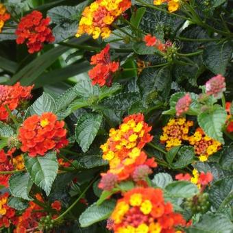 Lantana camara