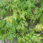 Jasminum officinalis 'Aureum' - 