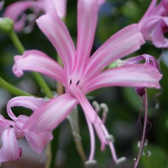 Nerine bowdenii