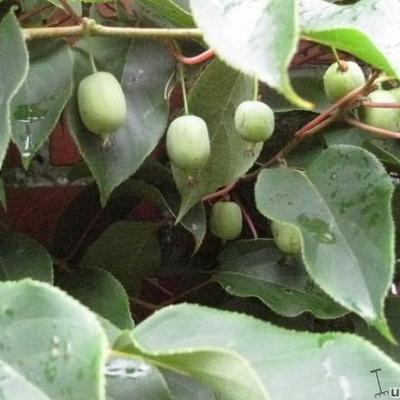 Actinidia arguta - 