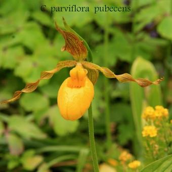 Cypripedium