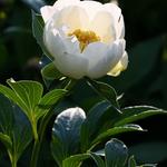 Paeonia lactiflora 'Jan van Leeuwen' - Paeonia lactiflora 'Jan van Leeuwen'