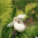 Cypripedium - 