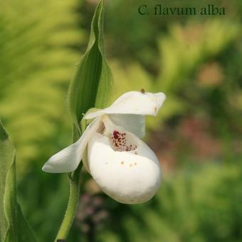 Cypripedium