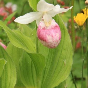 Cypripedium