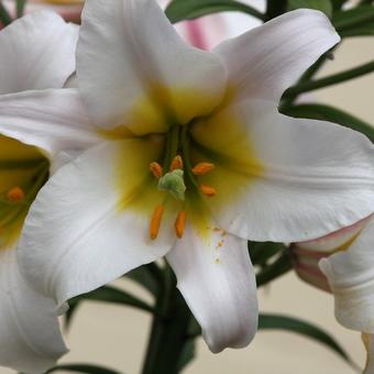 Lilium regale