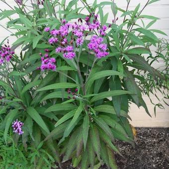 Vernonia crinita