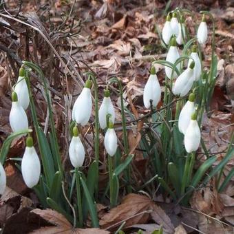 Galanthus nivalis