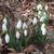 Galanthus nivalis