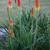 Kniphofia