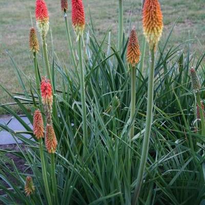 Kniphofia - 