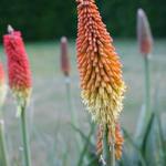 Kniphofia - Fackellilien