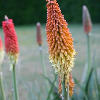 Kniphofia