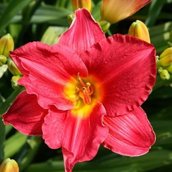 Hemerocallis (rode varieteiten)