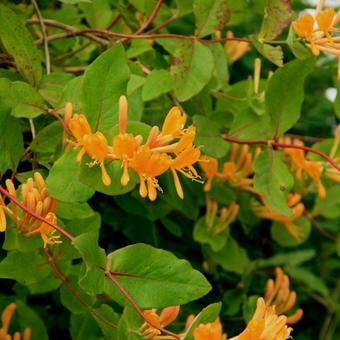 Lonicera x tellmanniana