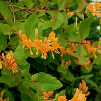 Lonicera x tellmanniana - CHÈVREFEUILLE GRIMPANT  TELLMANNIANA