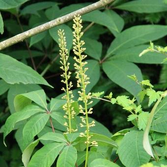 Aesculus parviflora