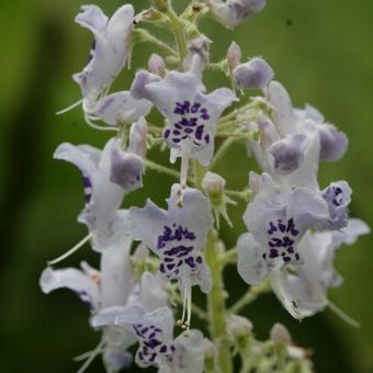 Plectranthus fruticosus