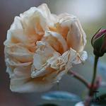 Rosa 'Gloire de Dijon' - 