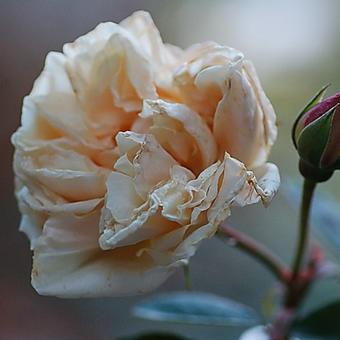 Rosa 'Gloire de Dijon'