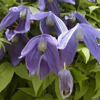 Clematis alpina 'Pamela Jackman'