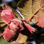 Corylus maxima 'Purpurea' - 