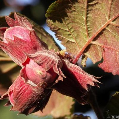 Corylus maxima 'Purpurea' - 