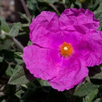 Cistus x pulverulentus