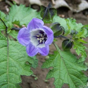 Nicandra physalodes