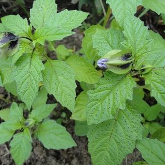 Nicandra physalodes