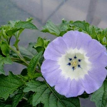 Nicandra physalodes