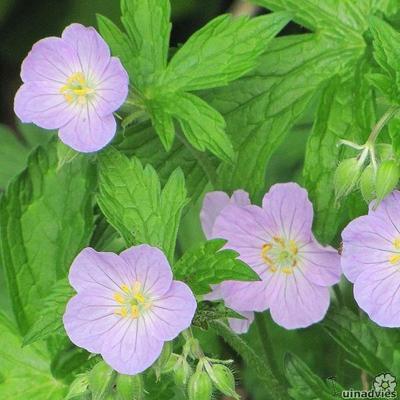 Geranium maculatum - 