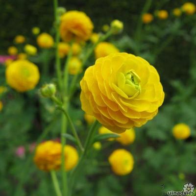 Ranunculus acris 'Multiplex'