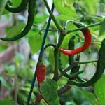 Capsicum frutescens - Piment de Cayenne