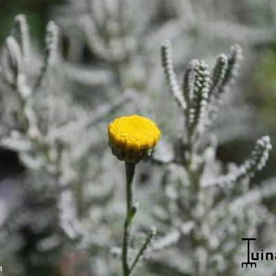 Santolina chamaecyparissus - Santoline petit-cyprès - Santolina chamaecyparissus