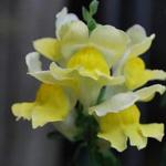 Antirrhinum - 