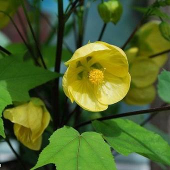 Abutilon