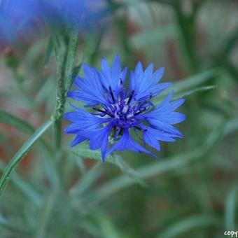 Centaurea cyanus