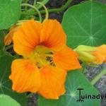 Tropaeolum majus - Grande capucine