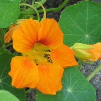 Tropaeolum majus