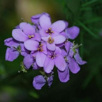 Iberis umbellata