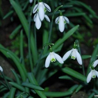 Galanthus nivalis