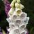 Digitalis purpurea