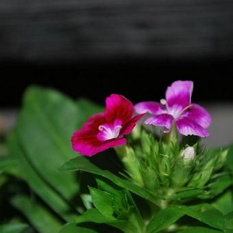 Dianthus barbatus