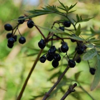 Sambucus nigra